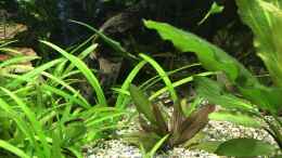 aquarium-von-h-t--asien---australien_Echinodorus spec. Mercedes