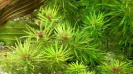 aquarium-von-h-t--asien---australien_Limnophila aromatica