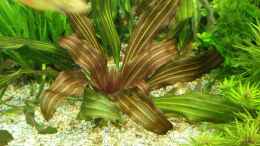 aquarium-von-h-t--asien---australien_Echinodorus oriental