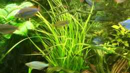 aquarium-von-h-t--asien---australien_Cyperus helferii