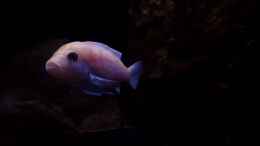 aquarium-von-dennis-wulf-mylittlembunatown_Metriaclima Estherae