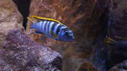 aquarium-von-dennis-wulf-mylittlembunatown_Labidochromis sp. Mbamba