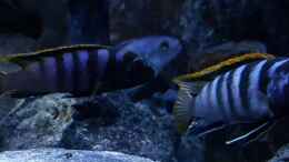 Foto mit Labidochromis sp. Mbamba