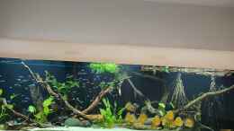 aquarium-von-metaphor-suedamerika-amazonas_Diskus Amazonas Becken