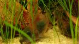 aquarium-von-guyincognito-suedamerikanisches-flussufer_Corydoras venezuelanus