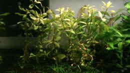 aquarium-von-ray1975-asien-afrika-style_Hygrophila polisperma