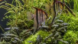 aquarium-von-jarb-green-forest_Dream Team