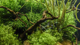 aquarium-von-jarb-green-forest_Javafarn, Konkofarn und Cryptocoryne Crispatula