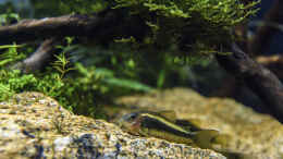 aquarium-von-jarb-green-forest_Neon Gold-Stripe Panzerwels