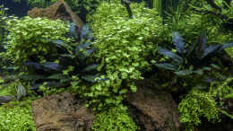 aquarium-von-jarb-green-forest_Crypto beckettii; Hydrocotyle tripartita; Eleocharis montevi