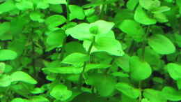 aquarium-von-tigerlotus-gruenes-dickicht-aufgeloest_Bacopa australis