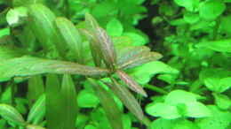 aquarium-von-tigerlotus-gruenes-dickicht-aufgeloest_Hygrophila polysperma Rosanervig