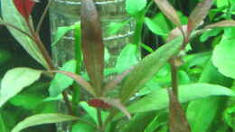 aquarium-von-tigerlotus-gruenes-dickicht-aufgeloest_Alternanthera reineckii rosaefolia