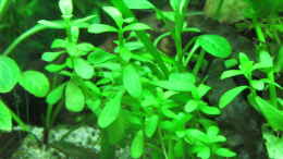 aquarium-von-tigerlotus-gruenes-dickicht-aufgeloest_Bacopa monnieri Compact