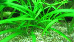 aquarium-von-tigerlotus-gruenes-dickicht-aufgeloest_Sagittaria subulata