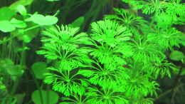 aquarium-von-tigerlotus-gruenes-dickicht-aufgeloest_Limnophila sessiliflora (nicht mehr im Becken)