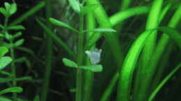 aquarium-von-tigerlotus-gruenes-dickicht-aufgeloest_Bacopa monnieri submerse Blüte