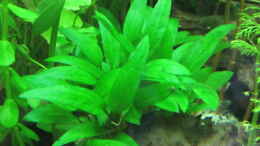 aquarium-von-tigerlotus-gruenes-dickicht-aufgeloest_Cryptocoryne wendtii Grün