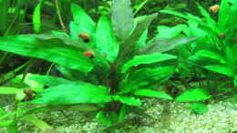 aquarium-von-tigerlotus-gruenes-dickicht-aufgeloest_Cryptocoryne beckettii petchii