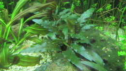 aquarium-von-tigerlotus-gruenes-dickicht-aufgeloest_Cryptocoryne wendtii Braun