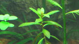 aquarium-von-tigerlotus-gruenes-dickicht-aufgeloest_Proserpinaca palustris