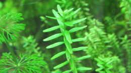 aquarium-von-tigerlotus-gruenes-dickicht-aufgeloest_Rotala sp. green