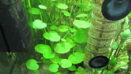 aquarium-von-tigerlotus-gruenes-dickicht-aufgeloest_Hydrocotyle leucocephala