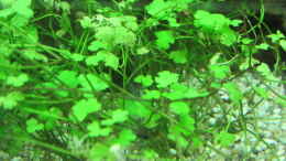 aquarium-von-tigerlotus-gruenes-dickicht-aufgeloest_Hydrocotyle cf. tripartita