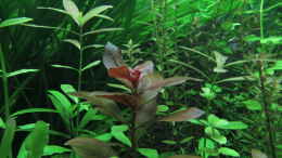 aquarium-von-tigerlotus-gruenes-dickicht-aufgeloest_Ludwigia repens Rubin