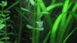 Foto mit Bacopa monnieri submerse Blüte