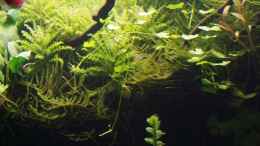 aquarium-von-der-nicky-outta-jungleaufgeloest_Pogostemon Helferi aufsitzend