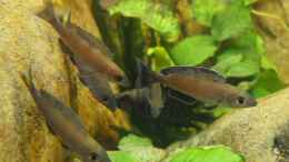 aquarium-von-axolotl-tanganjikatuempel-2-0_Cyprichromis leptosoma Kitumba