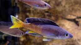 aquarium-von-axolotl-tanganjikatuempel-2-0_Cyprichromis leptosoma Kitumba