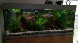 aquarium-von-der-kuestenjunge-the-green-one_