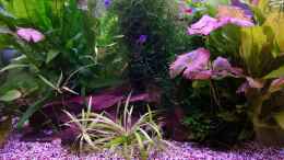 aquarium-von-der-kuestenjunge-the-green-one_