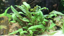 aquarium-von-jumata-amazonas-urwald-panorama-260l_Cryptocoryne wendtii green (grüner Wendtscher Wasserkelch)