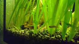 aquarium-von-cello-tropenfluss-aufgeloest_Apistogramma agassizii Weibchen 