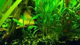 aquarium-von-cello-tropenfluss-aufgeloest_Cryptocoryne lucens 