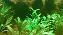 aquarium-von-cello-tropenfluss-aufgeloest_cryptocoryne beckettii,wendtii und pechtii