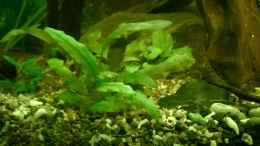 aquarium-von-cello-tropenfluss-aufgeloest_cryptocoryne wendtii