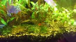 aquarium-von-cello-tropenfluss-aufgeloest_Apistogramma agassizii Bock