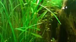 aquarium-von-cello-tropenfluss-aufgeloest_vallisneria