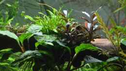 aquarium-von-gallius-wilder-rheinwald_Anubias caffeefolia und Bucephalandra Catherinae