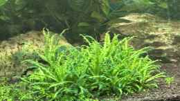 aquarium-von-juergen-de-leeuw-amazonasaquarium_Pogostemon helferi