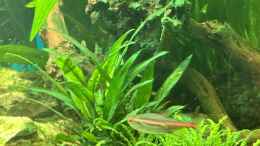 aquarium-von-juergen-de-leeuw-amazonasaquarium_Cryptocoryne wendtii