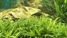 aquarium-von-juergen-de-leeuw-amazonasaquarium_Pogostemon helferi