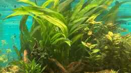 aquarium-von-juergen-de-leeuw-amazonasaquarium_Echinodorus grisebachii Bleherae