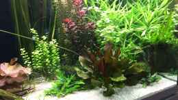 aquarium-von-sascha-h--becken-33318_Rechte Seite