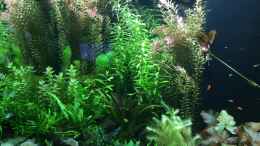 aquarium-von-sascha-h--becken-33318_Linke Seite 