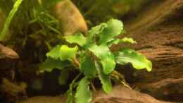 aquarium-von-dominik-at-the-riverbank_Bucephalandra sp. Wavy Leaf